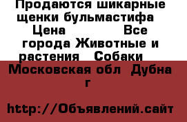 Продаются шикарные щенки бульмастифа › Цена ­ 45 000 - Все города Животные и растения » Собаки   . Московская обл.,Дубна г.